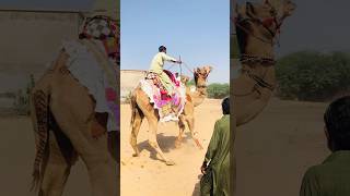 Wow camel ride #camelride #shorts  #shortvideo  #youtubeshorts