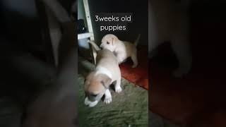 3 weeks old puppies trying to walk 🦮🦮#shortsfeed #shortsvideo #viral #shorts #short