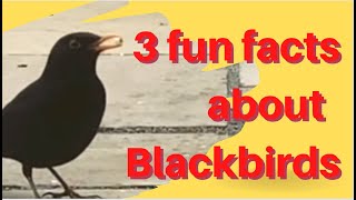 3 fun facts about Blackbirds (greedy & territorial birds) for kids