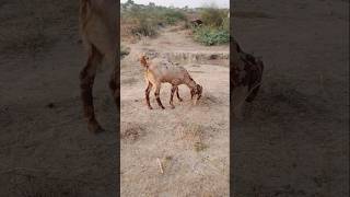 Goats are eating Suki Lakri #shorts #viralvideo #ytshorts