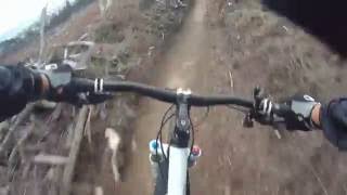 MTB: redwood forest-Rotorua: Te Huinga