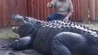 Biggest crocodile in the world