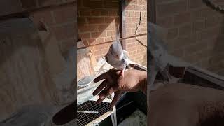 Feeding and Tiching Same time Cockatiels #birds #Short