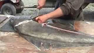 Filleting the 110 Pound Halibut