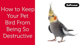 How Can I Keep My Bird From Being Destructive? | Tips For Bird Owners