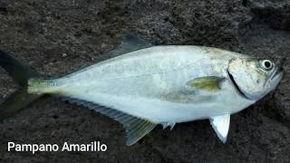 Pesca de Pargos en la Playa Guadalupe