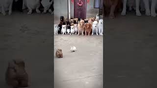 dog and rabbit funny fight