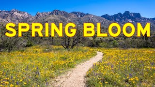 Spring Flowers Photos & Eclipse Prep! | 📷 Photography Stream!