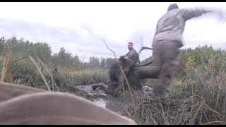 Incredible Bull Elk Rescued from the Mud - Hunter gets stabbed in leg with Antler!