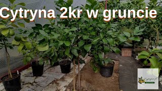 Cytryna w gruncie - Siracusano 2kr 08.09.2023