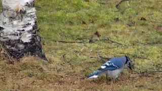 Big Blue Jay