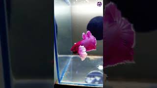 DUMBO EAR BETTA #cupang #shorts #kolathurpetshop #fishtank #importedfishtanks #broadwaypetmarket