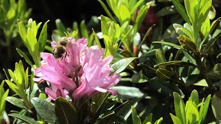 Il giardino botanico nascosto del rifugio Balma - Val Sangone (TO)