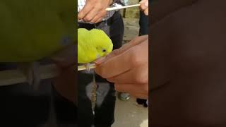 Parakeet