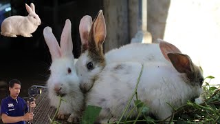 Family Rabbits Eating Water grass on cage. the best food for rabbit is water grass. pet & animals