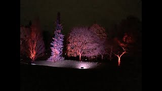 Laser Lights Display at Enchanted Woodland 2019 Syon Park, London #syonpark #london