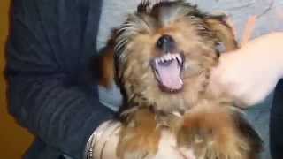 Evil yorkie puppy