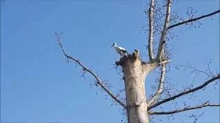 Avifauna en la Casa de Campo y Madrid Río. Invierno 2020