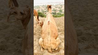 Camel Daily Routine in Desert Pakistan 🇵🇰  #shorts