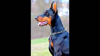 Doberman dog breed || Royal Dog || Gard Dog #whatsappstatus