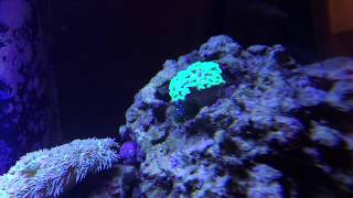 How to Remove Bubble Algae WITHOUT releasing spores in tank!!!