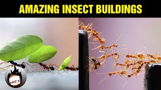 Amazing Insect Buildings