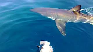 Shark Bites Great White Pointer Shark Bites Outboard Stalks Fishermen Boat Australia