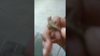 nama lizard adalah suldal