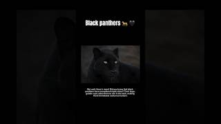 Facts about black panthers🐆🖤 #facts #imformative #animals #blackpanther #bigcats #wildlife