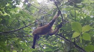 Mono Araña | Spider Monkey | Ateles geoffroyi