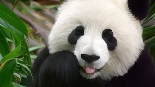 Pandas approaching adulthood wander long distance looking for mating opportunities