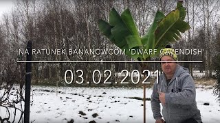 143.🌴🍌Na Ratunek Bananowcom Musa acuminata 'Dwarf Cavendish' (OSTRE CIĘCIE)🍌🌴03.02.2021🍌🌴