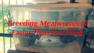 The Easiest Way To Breed Mealworms | Darkling Beetle Lifecycle | Reptile Paradise