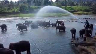 Elephant Bathing, Pinnawala, Sri Lanka - 2