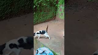 Pet cat playing