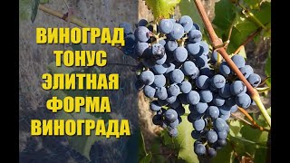 ВИНОГРАД ТОНУС / ЭЛИТНАЯ ФОРМА ВИНОГРАДА.