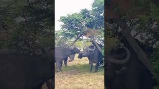 buffalo attacking lion