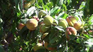 Cultivation of Peach| Summer Pruning| Dr YS Parmar University of Horticulture & Forestry, Nauni