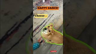 Puppy’s “HAPPY DANCE” for Subs & Friends!💃🏻🪩🐶🪩💃🏻#dog#shorts#funny#shortvideo#dance