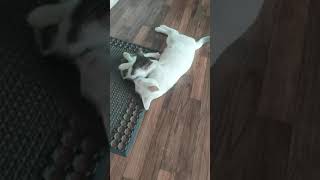 white cat with kitten masti