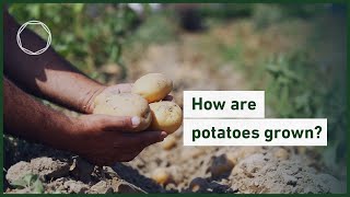 How are potatoes grown?