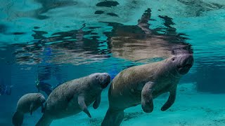 Adorable Moment of Cute Manatees Interacting in The Crystal River in Florida