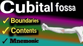 cubital fossa | definition | boundaries | contents | mnemonic