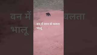 वन में शान से चलता भालू  #wildlife #viralshort #youtubeshortsindia #youtubeshorts #junglesafari