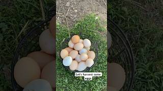 Farm Fresh Eggs #farmliving #farmchores #fresheggs #chickens