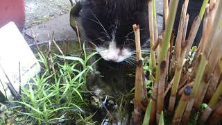 Kater Teddi liebt Wasserminze