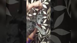 great dane//great dane puppies//great dane in india//european great dane//european great dane