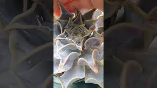 Satisfying Succulent Diy #36