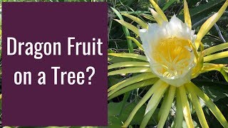 Don't Grow Dragon Fruit on a Tree