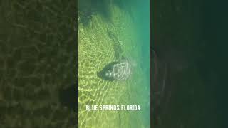 Manatee in Blue Springs State Park. Orange City, Florida.